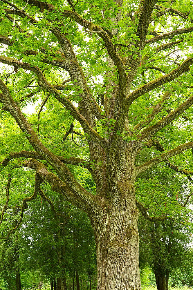 Alte Eiche Baum