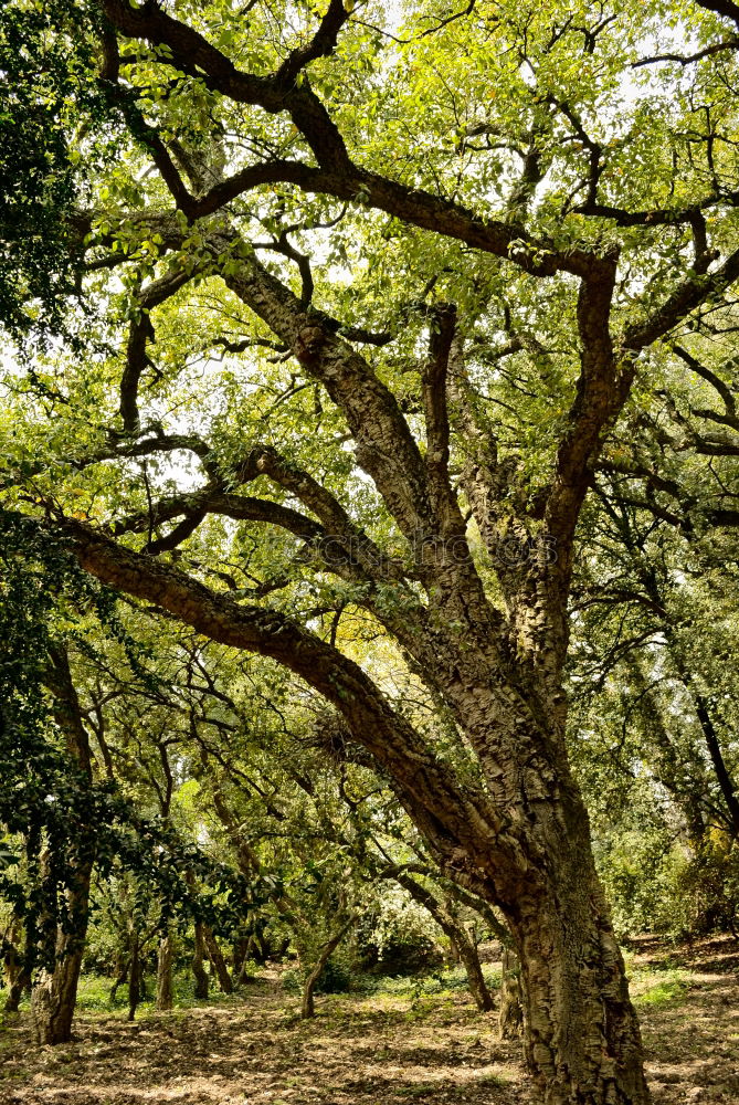 Similar – Der grüne Baum Eiche Park