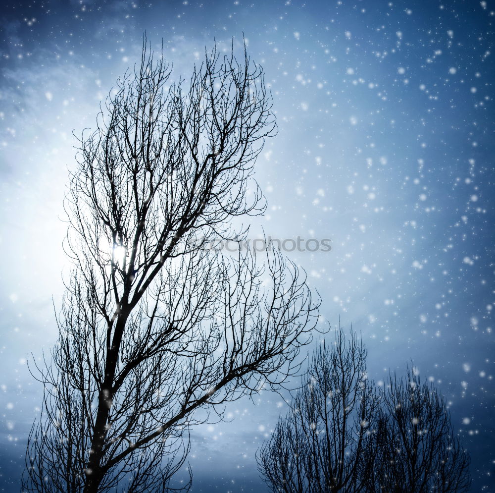 Similar – covert Tree Winter Cold