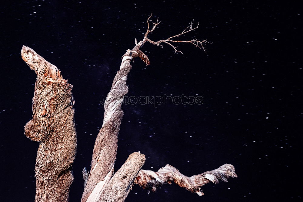 Similar – Image, Stock Photo Quail eggs in a basket with feathers on an old wooden table