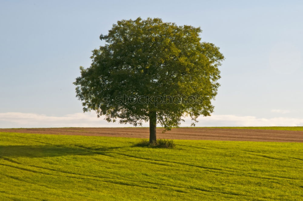 Similar – Foto Bild baum Umwelt Natur Pflanze