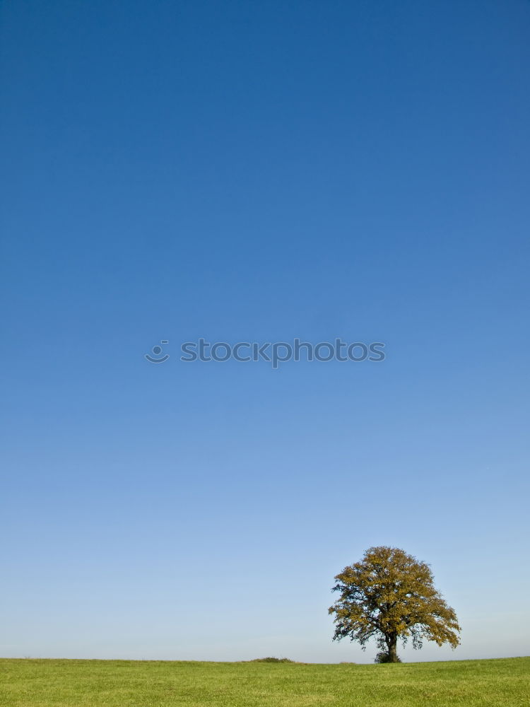 Similar – Baum unter Strom grün