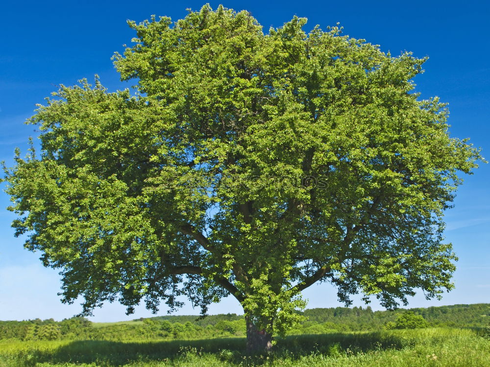 Similar – Alte Eiche Baum