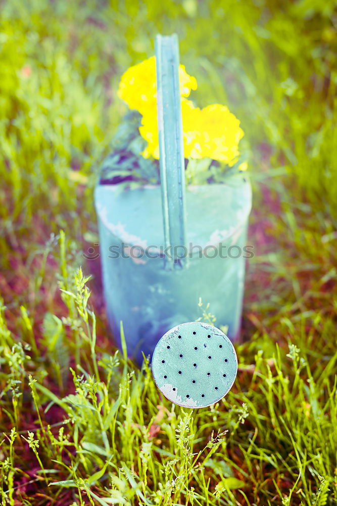 Old watering can on the grass