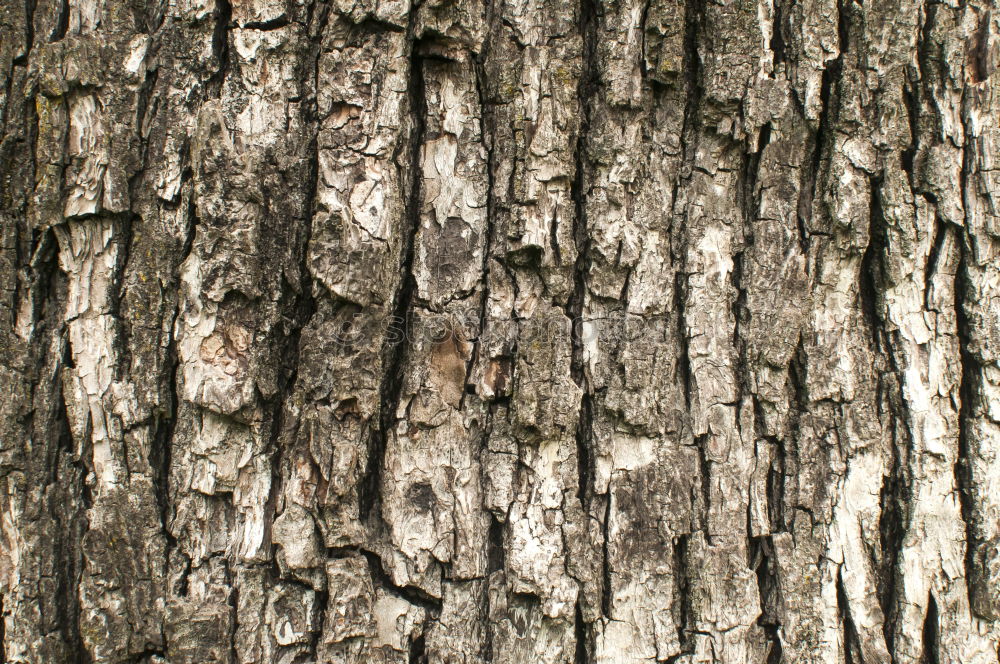 Similar – Image, Stock Photo Swedish birch grove