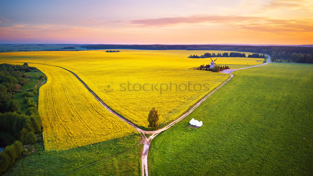 Old windmill in canola Flowering Field at spring sunrise