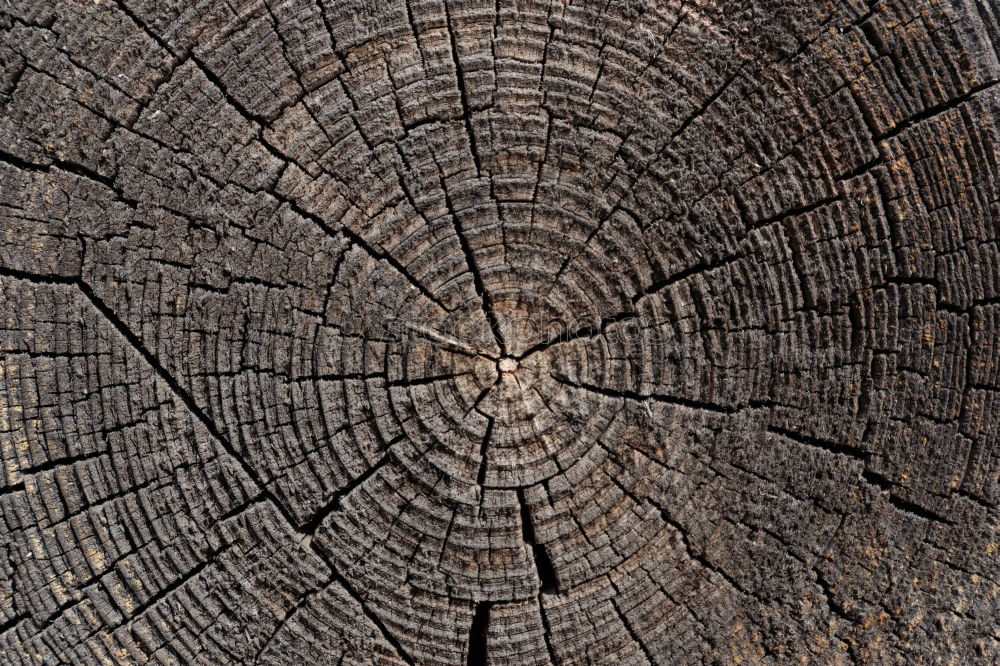 Similar – Abgesägt Holz Baumstamm