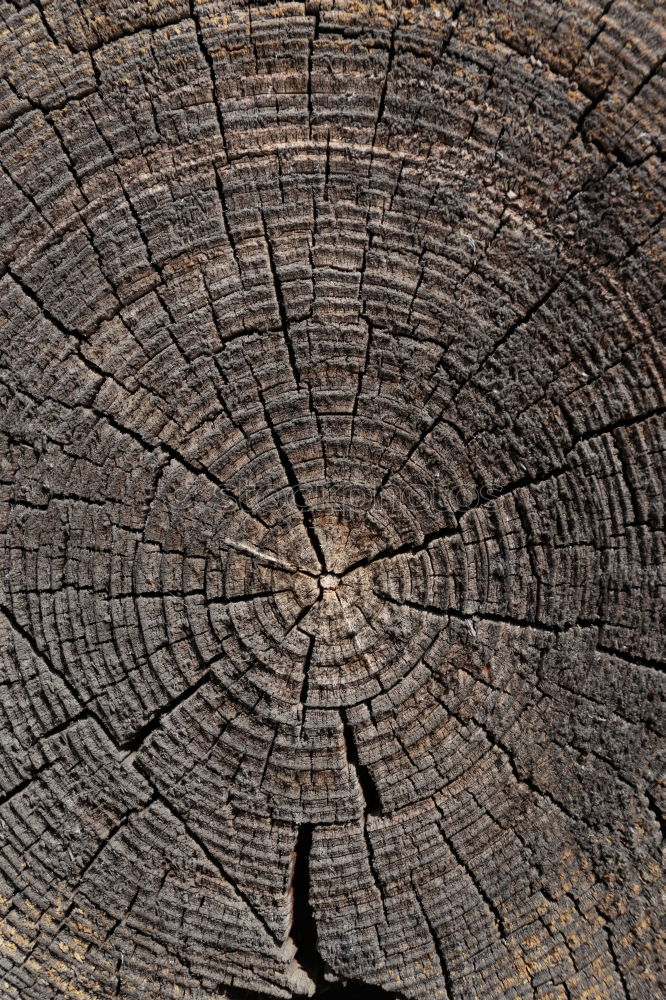 Similar – Abgesägt Holz Baumstamm