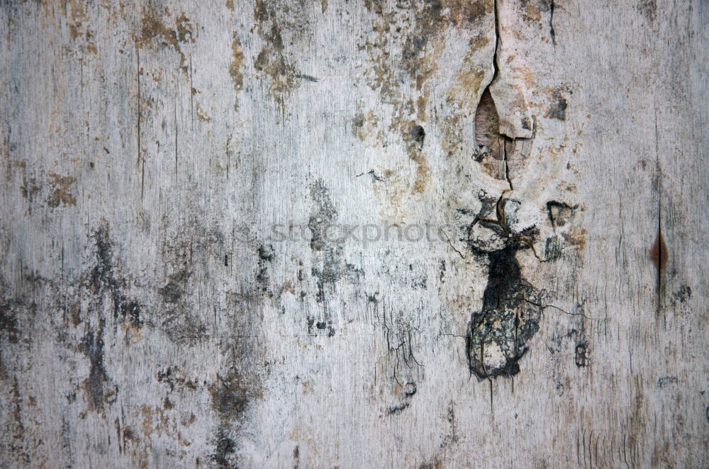 Similar – Image, Stock Photo white peeling paint Wood