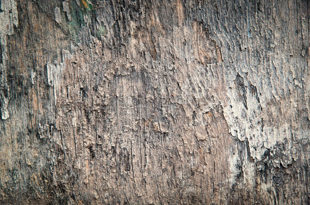 Similar – Tarnung Umwelt Natur Baum