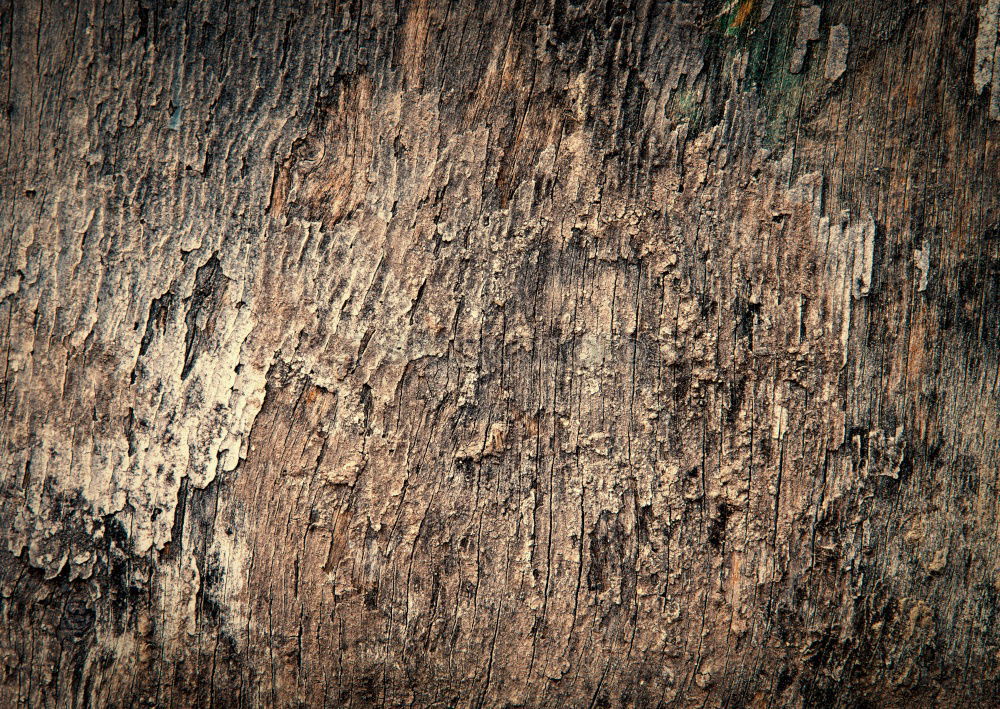 Similar – Tarnung Umwelt Natur Baum