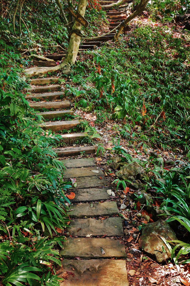 Similar – Woman climbing stairs in the forest