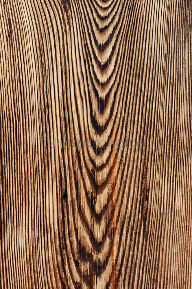 Similar – Texture gnarled Wood grain