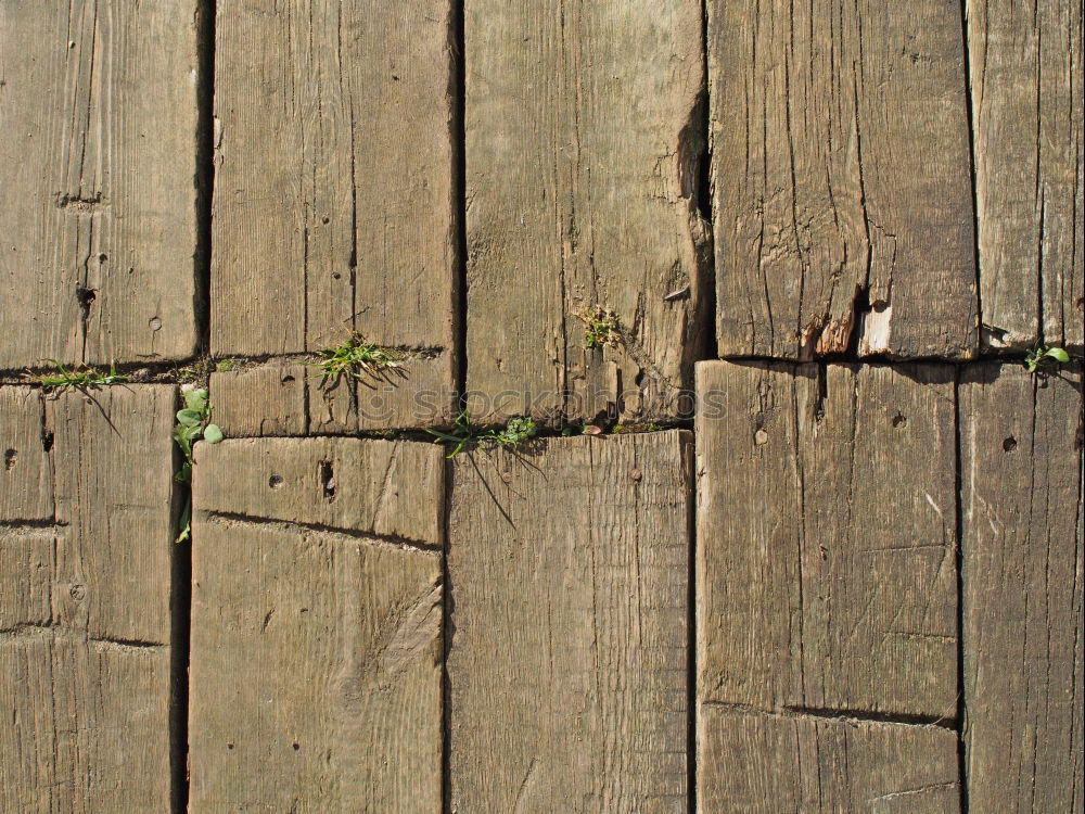 Similar – Foto Bild Leben im Stein Gras