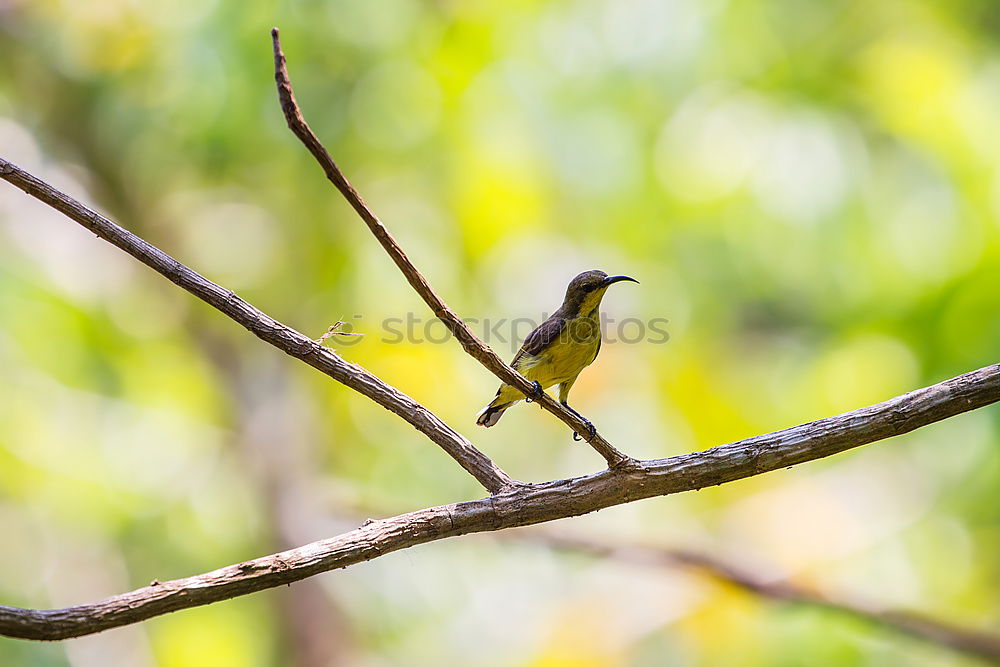 Similar – Image, Stock Photo hummingbird Environment