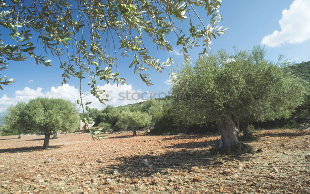 Similar – Image, Stock Photo Olive trees and sun rays