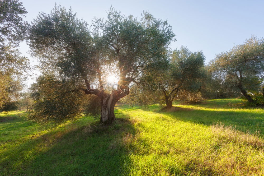 Similar – Image, Stock Photo Olive trees and sun rays