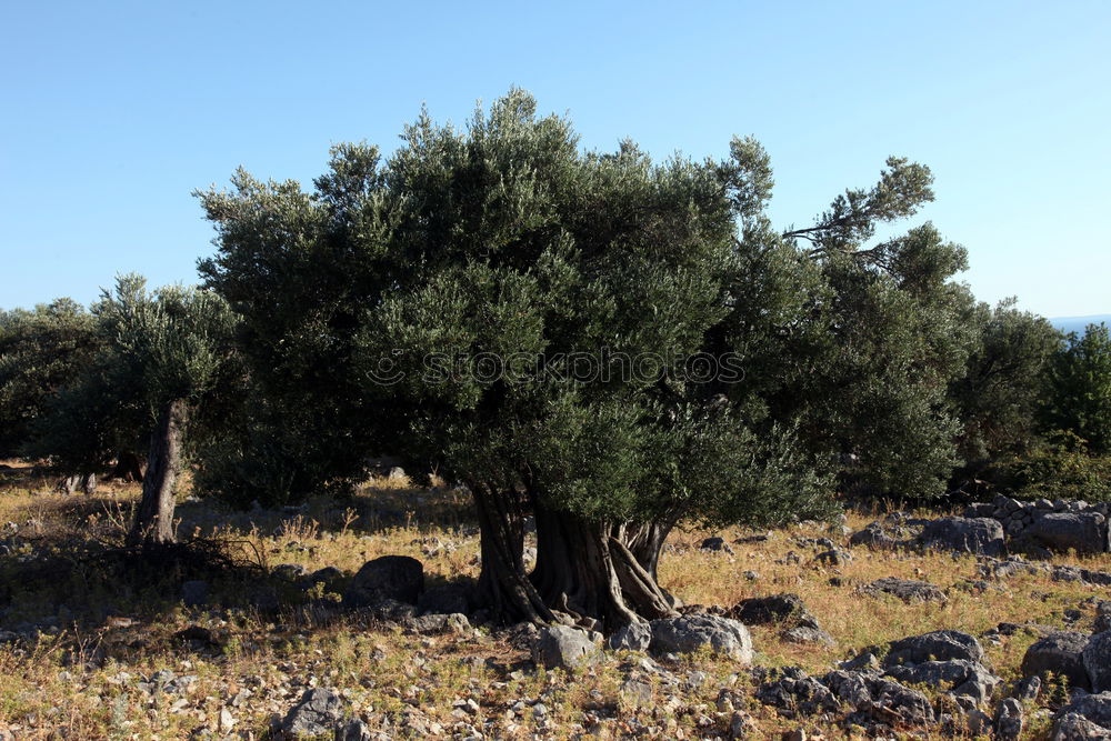 Image, Stock Photo bald tree Nature Landscape