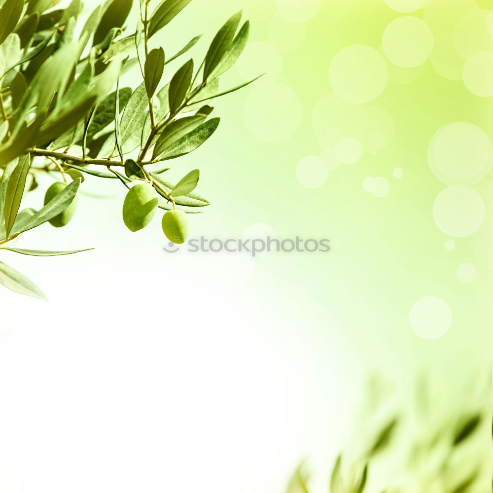 Similar – Spring background with green leaves and bokeh