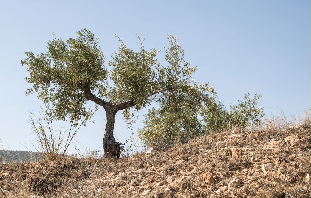 Foto Bild and all that i can see is just another olive-tree