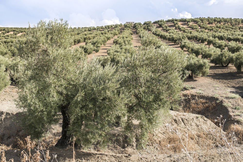 Similar – Foto Bild Mini-Straße in Andalusien