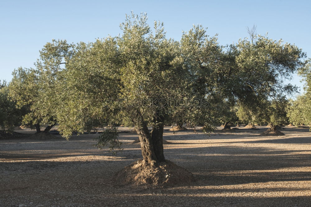 Similar – Image, Stock Photo Olive trees and sun rays