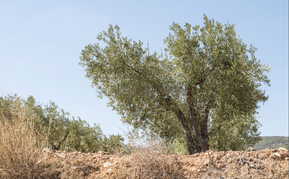 Similar – Foto Bild and all that i can see is just another olive-tree