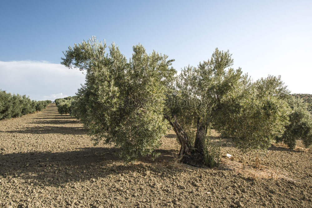 Similar – olive trees