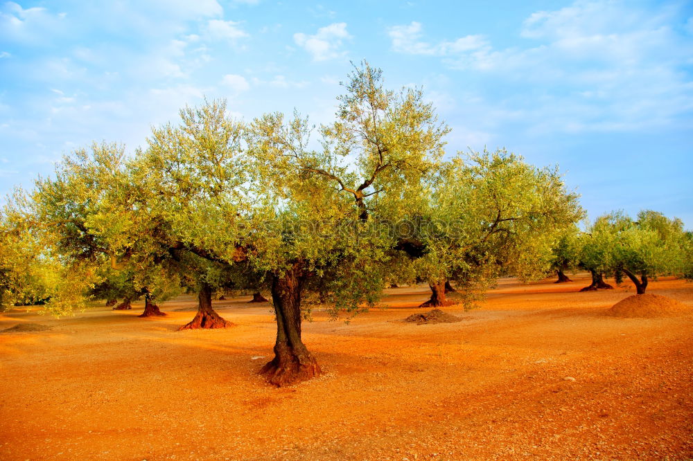 Similar – olive trees