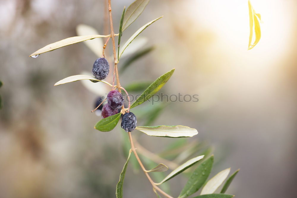 Similar – Image, Stock Photo #A# Olive Black