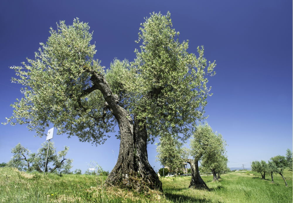 Similar – tree_2 Meadow Field