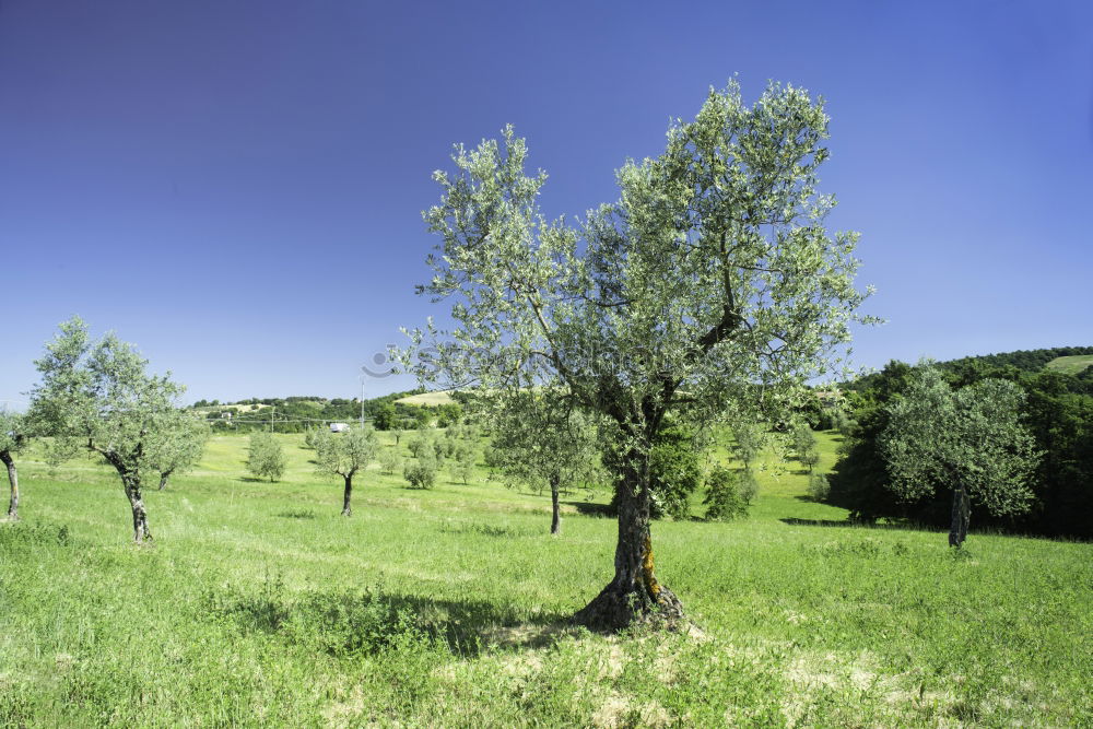 Similar – tree_2 Meadow Field