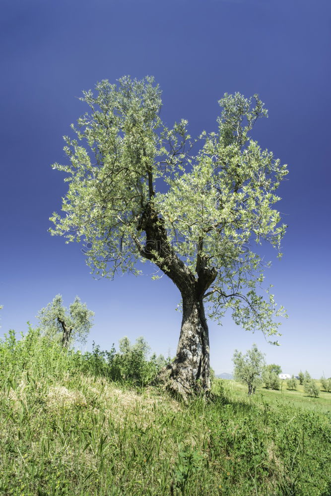 Similar – desert tree Tree Dry