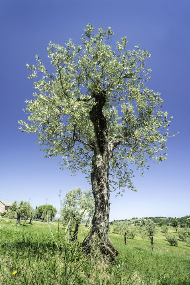 Similar – Mein Freund der Baum…