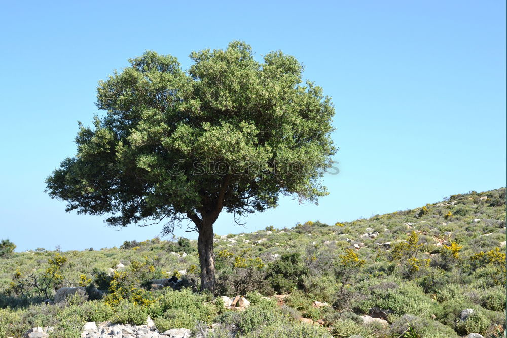 Similar – Pines offer shade on the beach in Sardinia