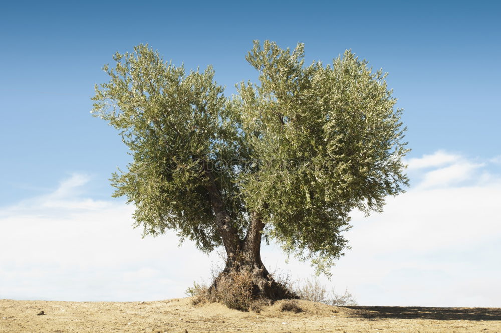 Similar – Foto Bild baum Umwelt Natur Pflanze