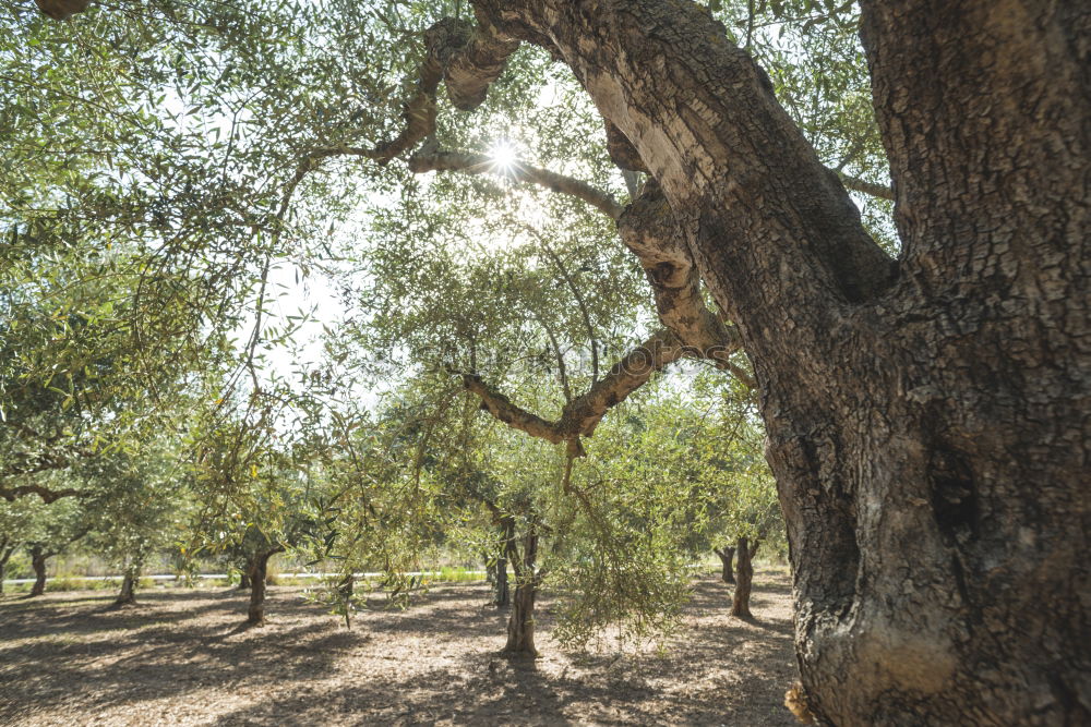 Similar – Image, Stock Photo Olive trees and sun rays