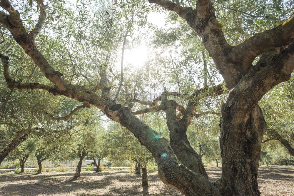 Similar – Image, Stock Photo Olive trees and sun rays