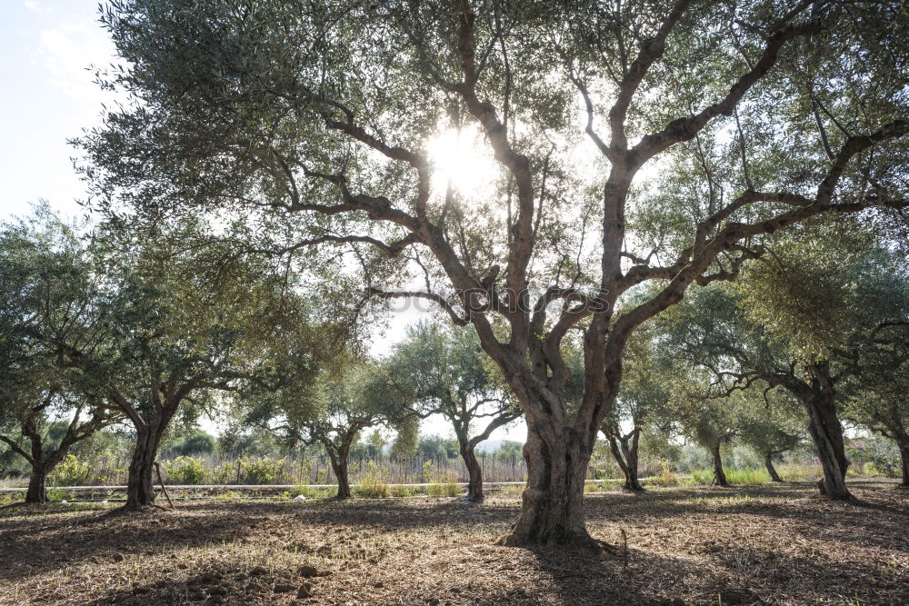 Similar – olive trees Environment