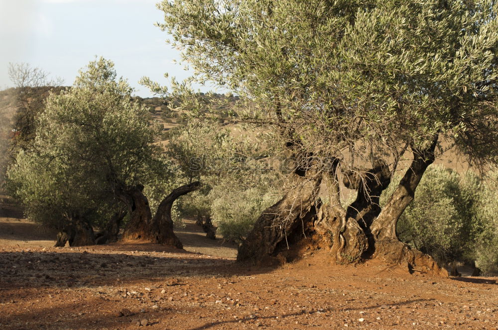 Similar – Image, Stock Photo bald tree Nature Landscape