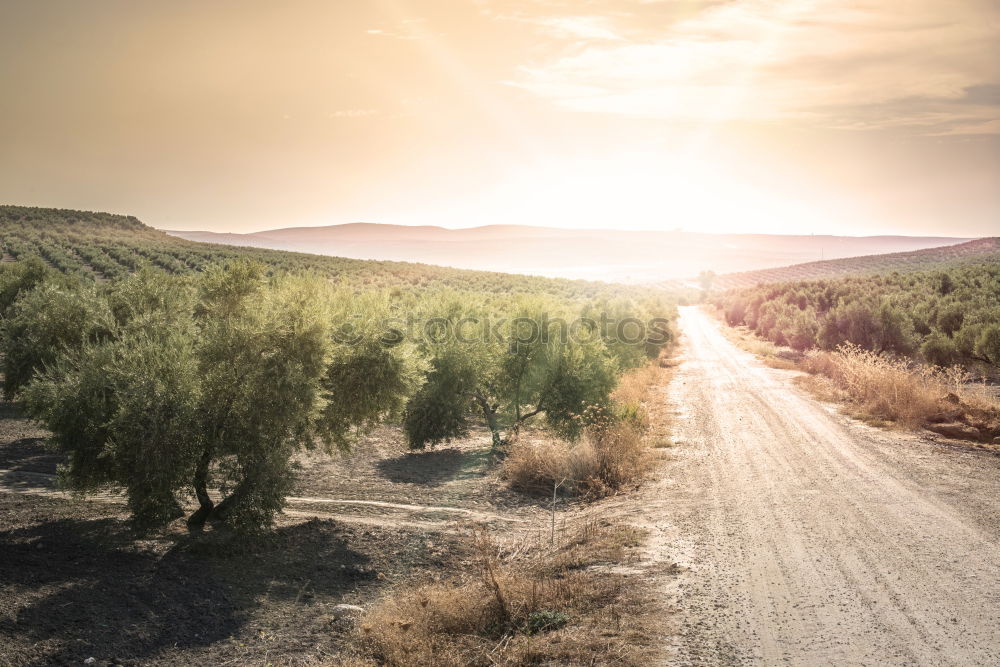 Similar – Image, Stock Photo Mediterranean road on sunset.