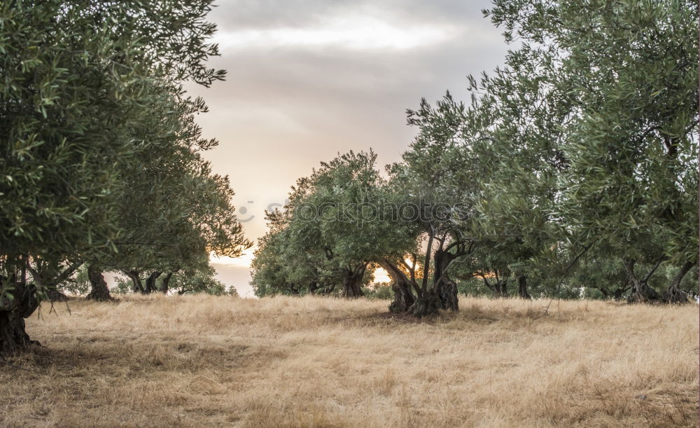 Similar – Flock of sheep at sunset