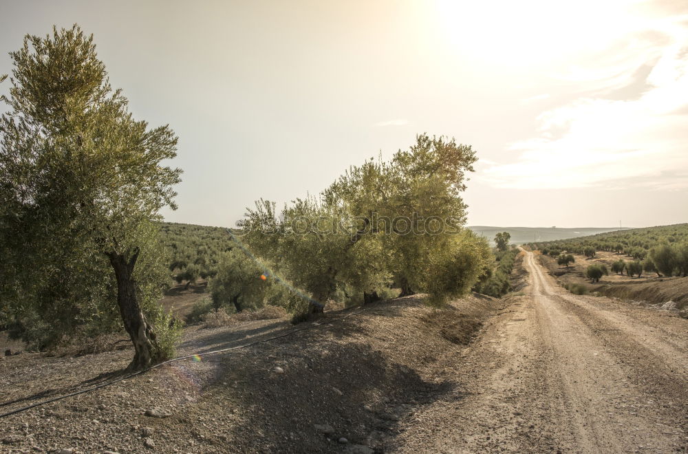 Similar – Foto Bild Mini-Straße in Andalusien