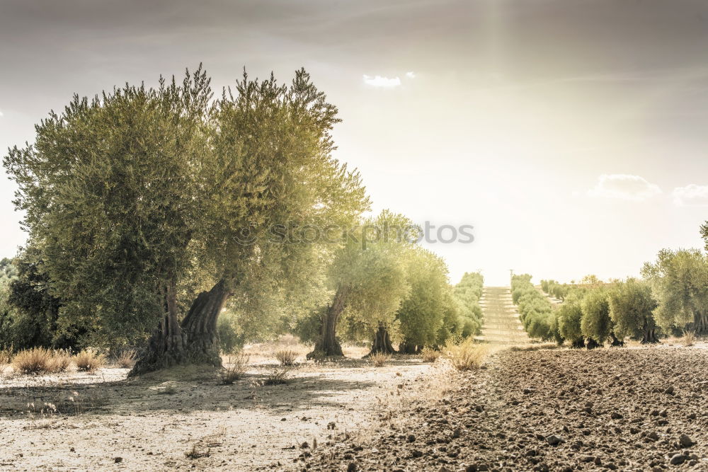 Similar – Foto Bild and all that i can see is just another olive-tree