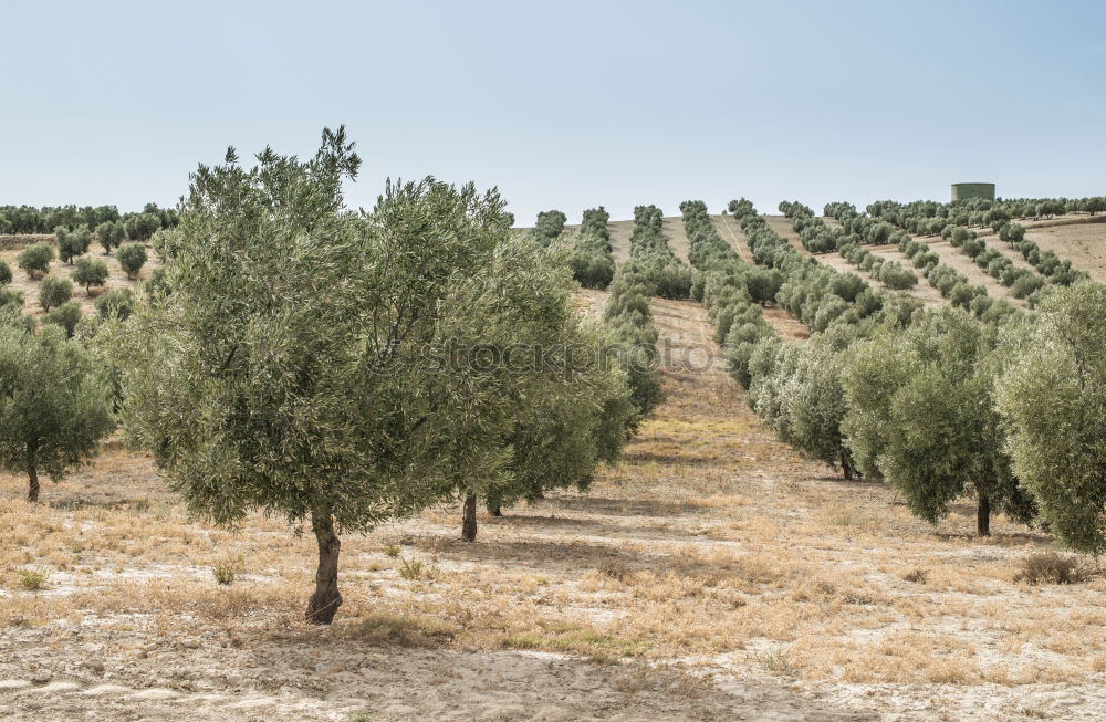 Similar – olive trees Environment