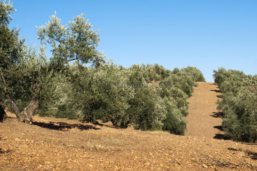 Similar – olive trees