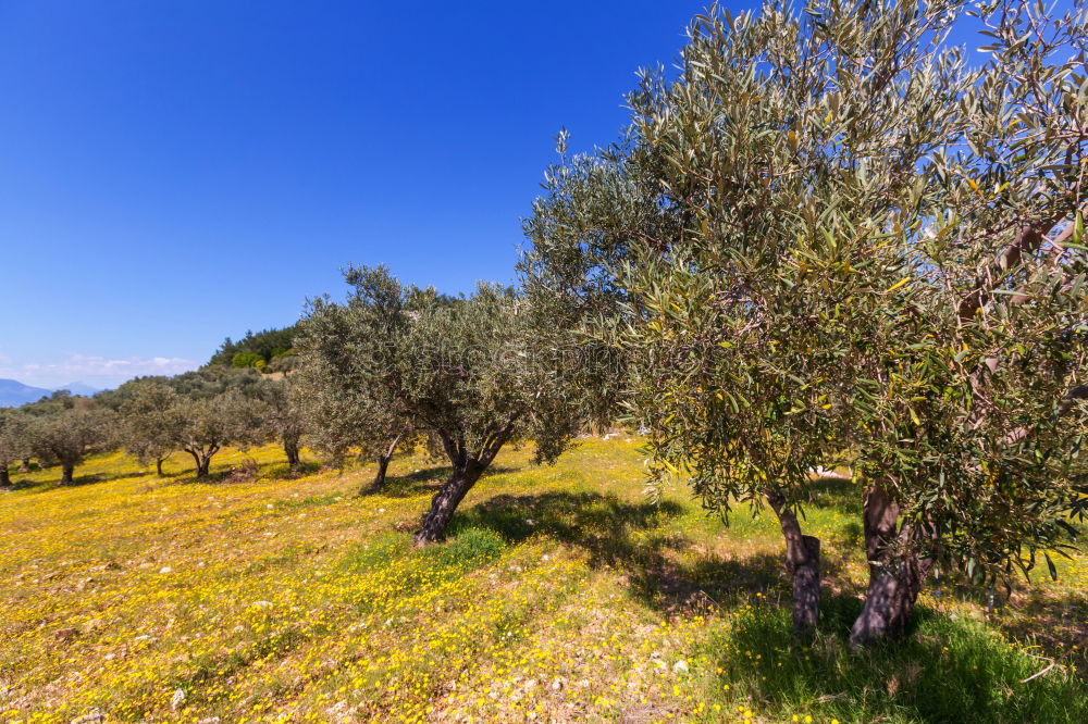 Similar – olive trees