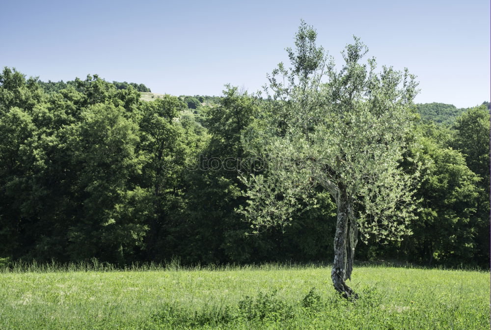 tree_2 Meadow Field