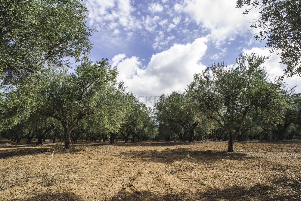 Similar – Image, Stock Photo Olive trees and sun rays