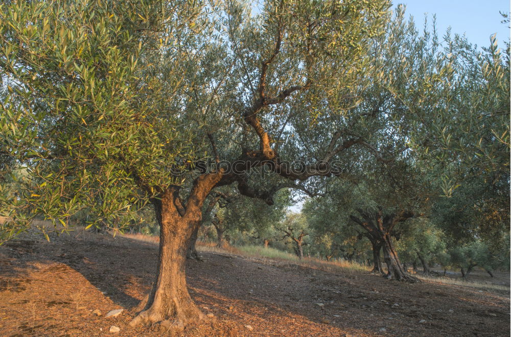 Similar – Image, Stock Photo bald tree Nature Landscape